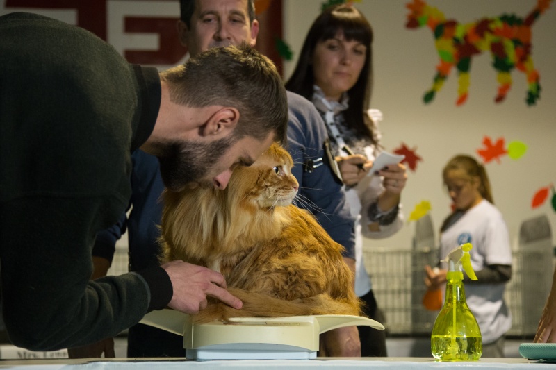 "Зважений і пухнастий": кіт Кекс виграв битву гігантів на виставці в Києві